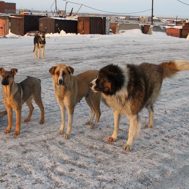 За начало года в Норильске отловили более 90 бездомных животных