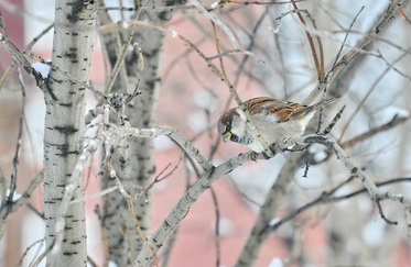День кормления птиц в музейном сквере