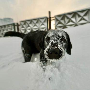 О работе с безнадзорными животными в Норильске