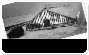 Теплицы совхоза Норильский. 1987