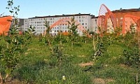 В Норильске продолжается работа по озеленению общественных территорий